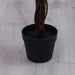 Cherry Blossom Tree White H150Cm Pan Home