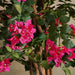 Climbing Bougainvillea Artificial Tree H120Cm - Fuschia Pan Home