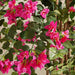 Climbing Bougainvillea Artificial Tree  H150Cm - Fuschia Pan Home