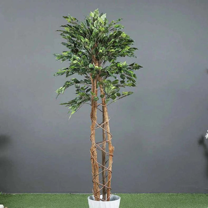 Climbing Ficus Tree Green H210Cm Pan Home