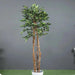 Climbing Ficus Tree Green H210Cm Pan Home