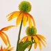 Cone Flower Artificial Stem 22.86X22.86X73.66Cm- Yellow Pan Home