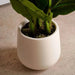 Convallaria Majalis Artificial Tree H190Cm - Green Pan Home