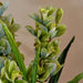 Cymbidium Orchid Artificial Tree With Flowers H110Cm - Green Pan Home