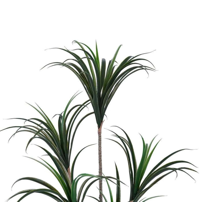 Dracaena Tree Green H130Cm Pan Home