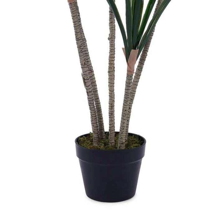 Dracaena Tree Green H130Cm Pan Home
