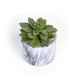 Echeveria Artificial Succulent H18Cm -Green Pan Home