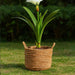 Espie Jute Storage Basket With Handle 30X30X24Cm- Natural Pan Home