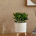 Felix Terracotta Planter With Wood Stand 14X14X16Cm - White Pan Home