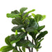 Ficus Bonsai Tree With Pot H125Cm -Green Pan Home