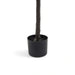 Ficus Bonsai Tree With Pot H125Cm -Green Pan Home