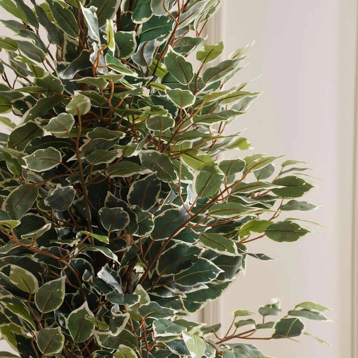Ficus Tree Green H152Cm Pan Home