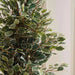Ficus Tree Green H152Cm Pan Home