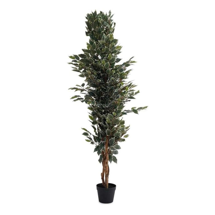 Ficus Tree Green H152Cm Pan Home