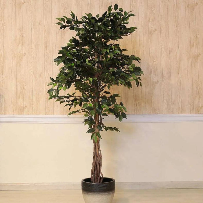 Ficus Tree Green H180Cm Pan Home