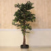 Ficus Tree Green H180Cm Pan Home