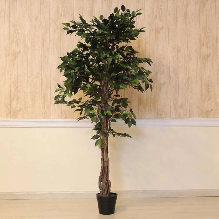 Ficus Tree Green H180Cm Pan Home