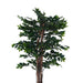 Ficus-Tree Wood Trunk W/Pot Green H180Cm Pan Home