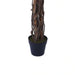 Ficus-Tree Wood Trunk W/Pot Green H180Cm Pan Home