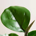 Fiddle Artificial Fig Plant H60Cm - Green Pan Home