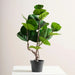 Fiddle Artificial Fig Plant H60Cm - Green Pan Home