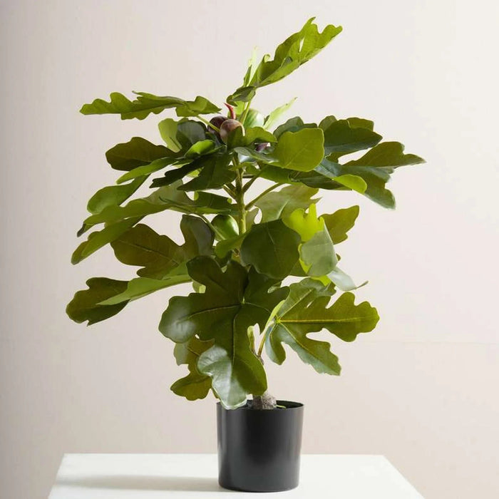 Fig Artificial Plant In Pot H60Cm - Green Pan Home