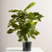 Fig Artificial Plant In Pot H60Cm - Green Pan Home