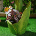 Flower Magnesia Planter With Solar 34X19.5X74Cm - Yellow Green Pan Home