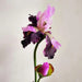 Iris Artificial Stem Flower H80Cm - Purple Pan Home