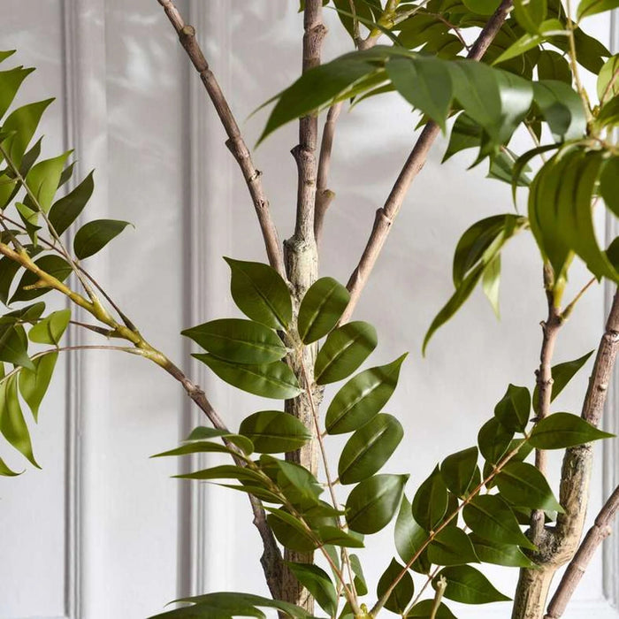 Lacquer Varnish Tree With Pot H210Cm - Green Pan Home