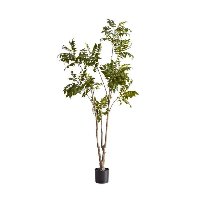 Lacquer Varnish Tree With Pot H210Cm - Green Pan Home