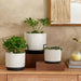 Laura Terracotta Planter With Stand 14X14X12Cm - White Pan Home