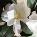 Magnolia Artificial Tree H150Cm - White Pan Home