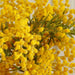 Mimosa Flower In Ceramic Pot H33Cm - Yellow Pan Home