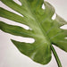 Monstera Leaf Artificial Stem H81 - Green Pan Home