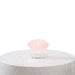 Moss Shell Lamp With Dream Pearl - White Pan Home