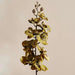 Moth Orchid Single Stem Flower H95Cm - Green Pan Home