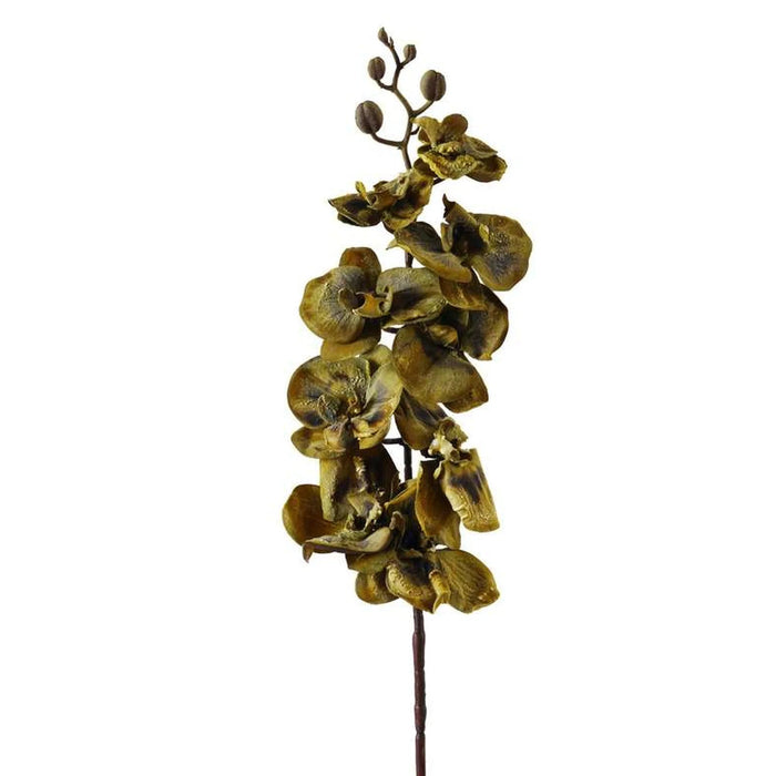 Moth Orchid Single Stem Flower H95Cm - Green Pan Home