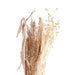 Nami Dried Flowers H60Cm - Brown Pan Home