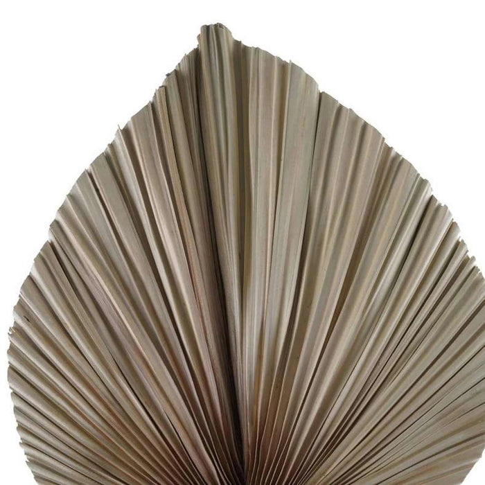 Natural Dried Palm Leaves 40X60Cm - Natural Pan Home