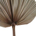 Natural Dried Palm Leaves 40X60Cm - Natural Pan Home