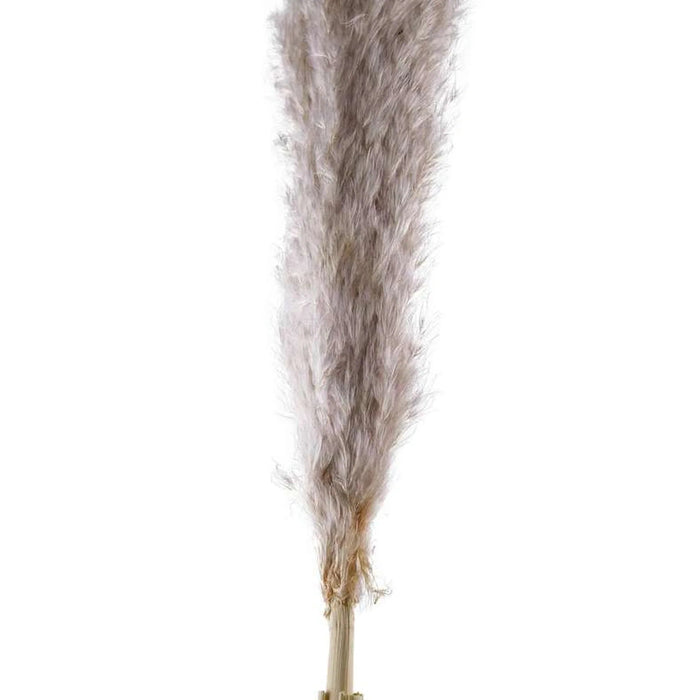 Natural Dried Pampas Grass 110Cm - Natural Pan Home
