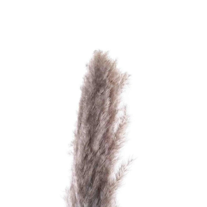 Natural Dried Pampas Grass 110Cm - Natural Pan Home