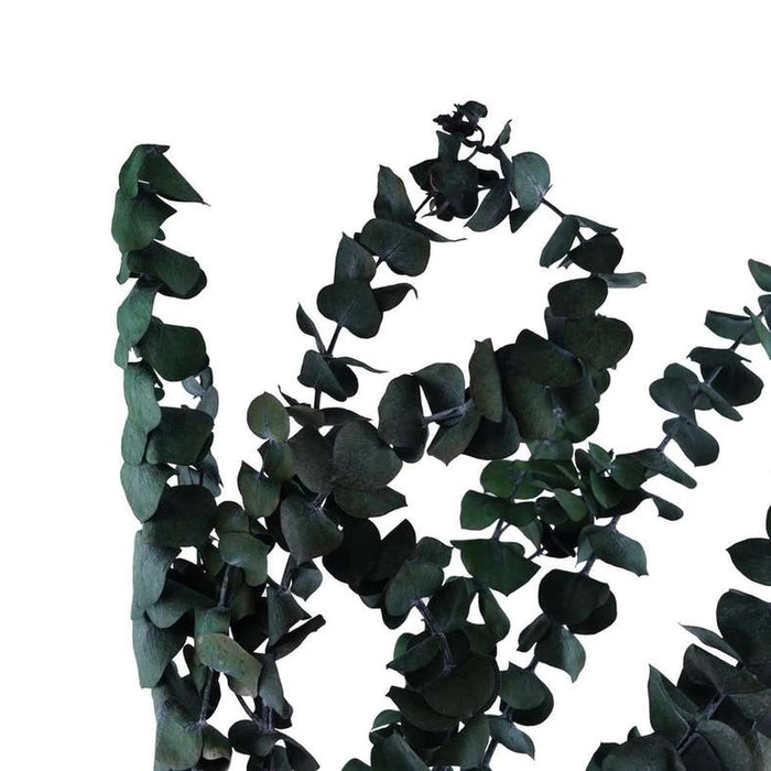 Natural Preserved 10 Pcs Bunch Eucalyptus 60Cm - Green