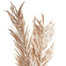 Oddete Dried Plant Stem H100Cm - Gold Pan Home