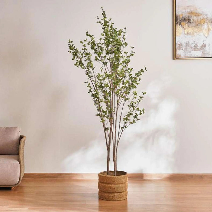 Olea Europaea Tree With Pot H240Cm - Green Pan Home