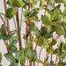 Olea Europaea Tree With Pot H240Cm - Green Pan Home