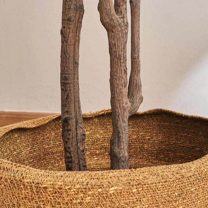 Olea Europaea Tree With Pot H240Cm - Green Pan Home