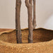 Olea Europaea Tree With Pot H240Cm - Green Pan Home