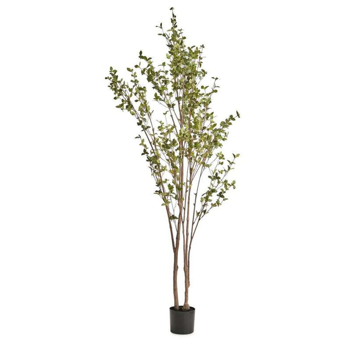 Olea Europaea Tree With Pot H240Cm - Green Pan Home
